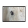 88289-421.jpg Half of a White Horse Face Framed Canvas