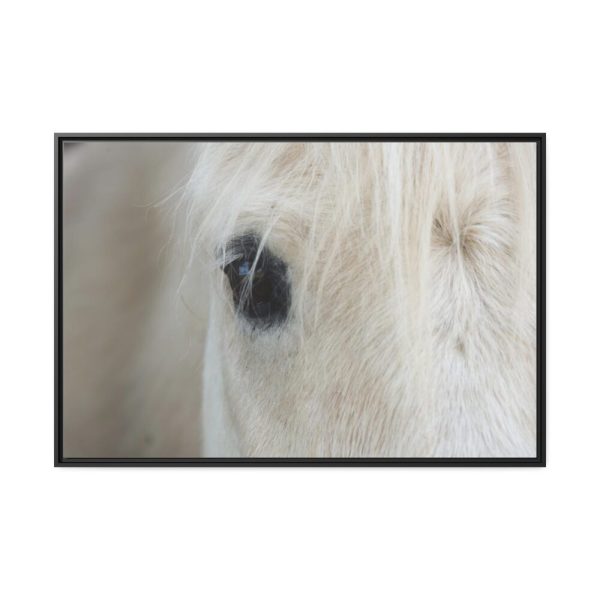 88289-421.jpg Half of a White Horse Face Framed Canvas