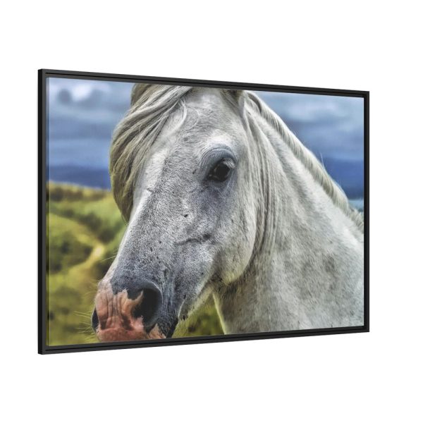 88289-440.jpg Closeup Shot of a White Horse Framed Canvas