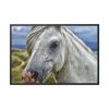 88289-441.jpg Closeup Shot of a White Horse Framed Canvas