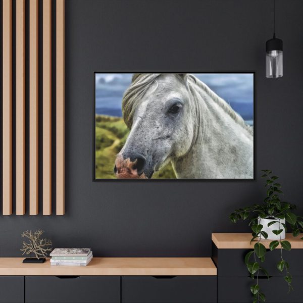 88289-444.jpg Closeup Shot of a White Horse Framed Canvas