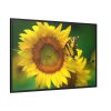 88289-48.jpg Butterfly on Sunflower Framed Canvas