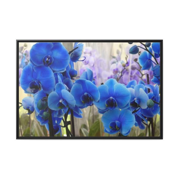Blue Orchids Framed Canvas
