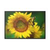 88289-49.jpg Butterfly on Sunflower Framed Canvas