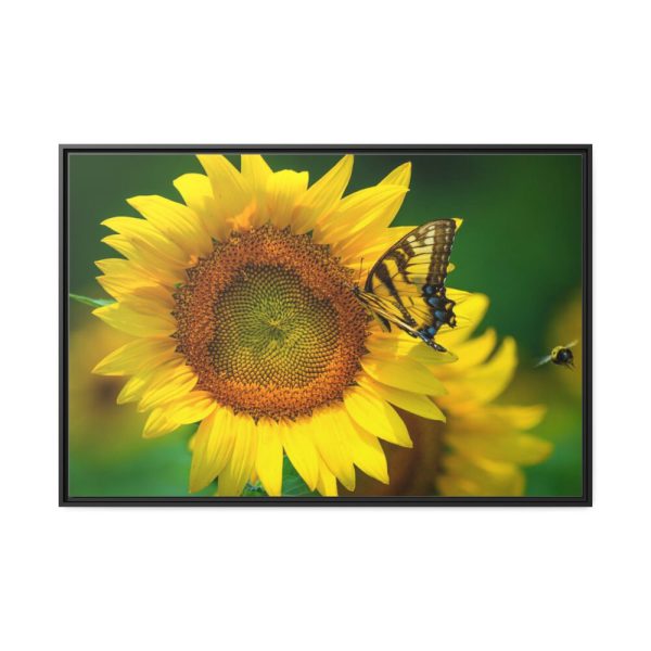 88289-49.jpg Butterfly on Sunflower Framed Canvas
