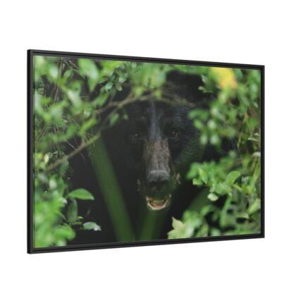 Black Bear in the Bush Framed Canvas