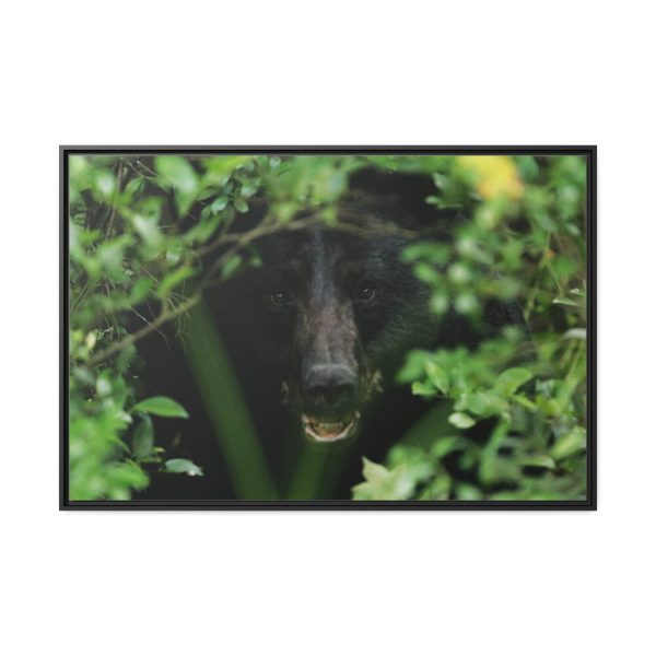 88289-491.jpg Black Bear in the Bush Framed Canvas