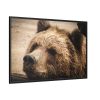 88289-515.jpg Brown Bear Snout Framed Canvas
