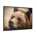 Brown Bear Snout Framed Canvas