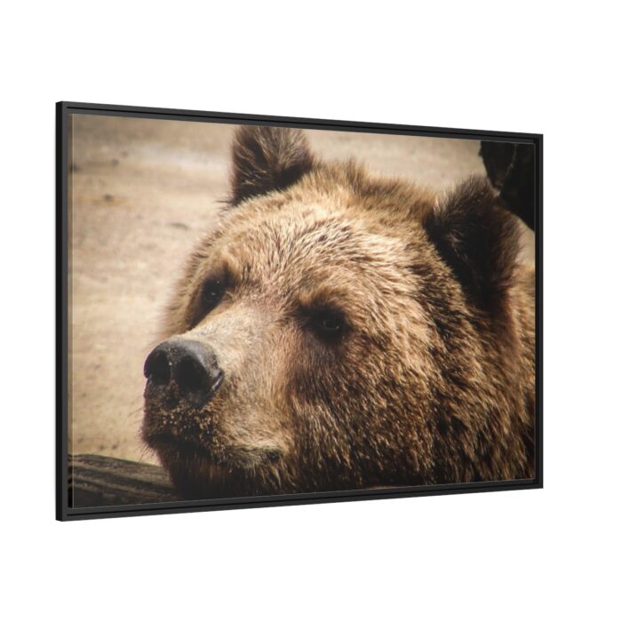 Brown Bear Snout Framed Canvas - Image 1