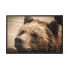 88289-516.jpg Brown Bear Snout Framed Canvas