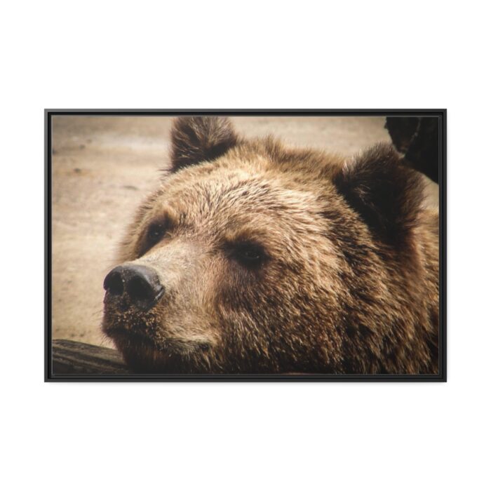 Brown Bear Snout Framed Canvas - Image 2