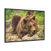 88289-520.jpg Brown Bear Wild Framed Canvas