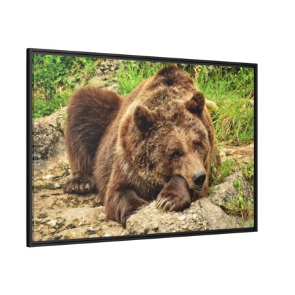 Brown Bear Wild Framed Canvas