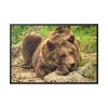 88289-521.jpg Brown Bear Wild Framed Canvas