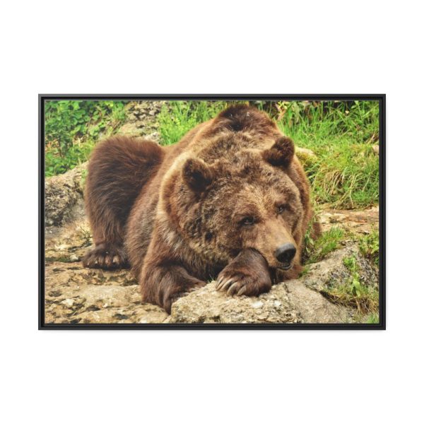 88289-521.jpg Brown Bear Wild Framed Canvas