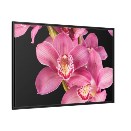 Cymbidium Hybrid Orchid Framed Canvas