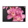 88289-526.jpg Cymbidium Hybrid Orchid Framed Canvas