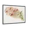 88289-530.jpg Dendrobium Phalænopsis by Frederick Sander Framed Canvas