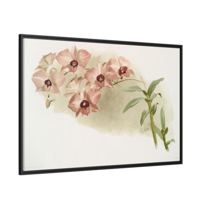 Dendrobium Phalænopsis by Frederick Sander Framed Canvas