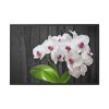 White Orchid Plant Framed Canvas