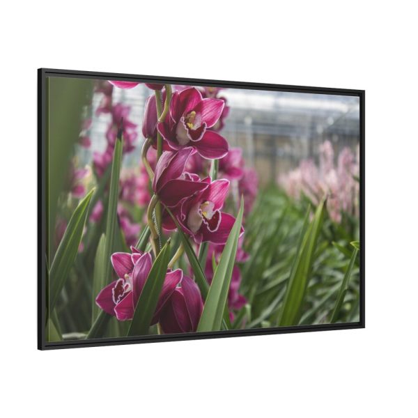 Orchid Cash Plant Framed Canvas