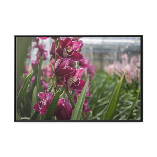 Orchid Cash Plant Framed Canvas