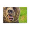 European Brown Bear Framed Canvas