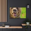 European Brown Bear Framed Canvas