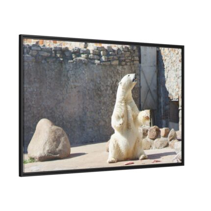 White Polar Bear Zoo Framed Canvas
