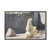 White Polar Bear Zoo Framed Canvas