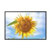 88289-57.jpg Sunflower with Blue Sky Framed Canvas