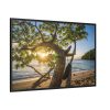 88289-585.jpg Sneaker Hanging from a Sand Beach Tree at Sunset Framed Canvas
