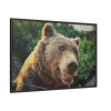 Grizzly Bear Snout Framed Canvas
