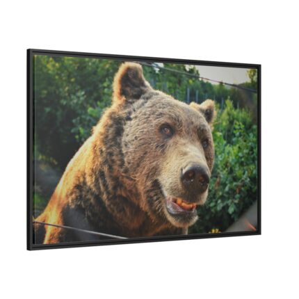 Grizzly Bear Snout Framed Canvas