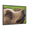 European Brown Bear Close up Framed Canvas