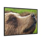 European Brown Bear Close up Framed Canvas