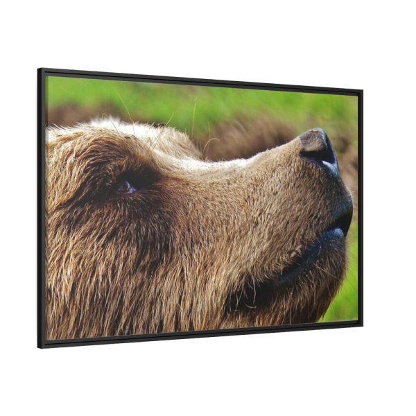 European Brown Bear Close up Framed Canvas