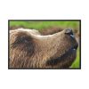 European Brown Bear Close up Framed Canvas
