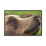European Brown Bear Close up Framed Canvas - Image 2