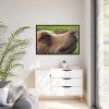 European Brown Bear Close up Framed Canvas