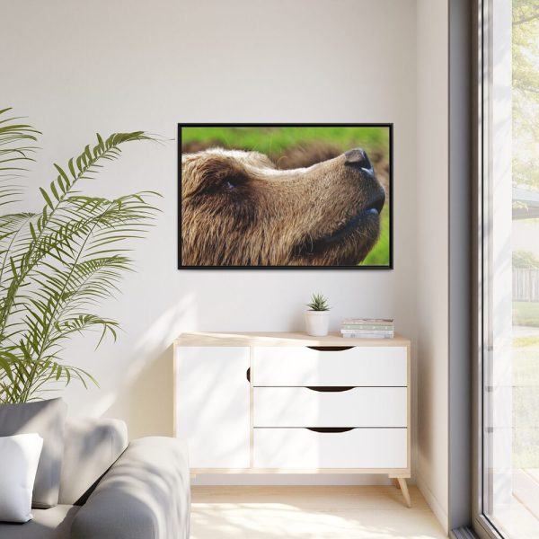 European Brown Bear Close up Framed Canvas
