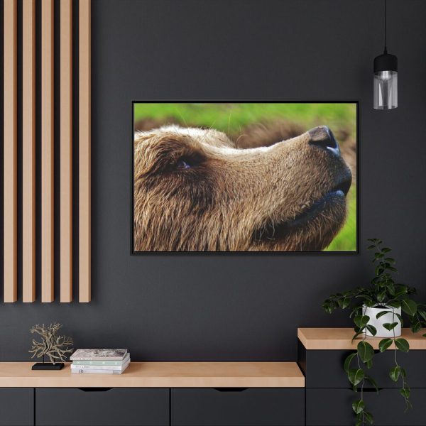 European Brown Bear Close up Framed Canvas