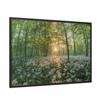Forest at Sunset with Bear's Garlic Framed Canvas