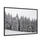 Snow Covered Trees in Forest Framed Canvas