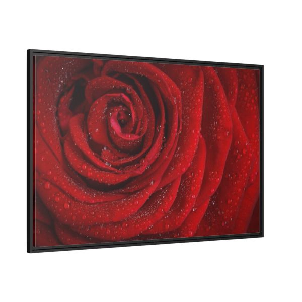 Red Rose  Framed Canvas