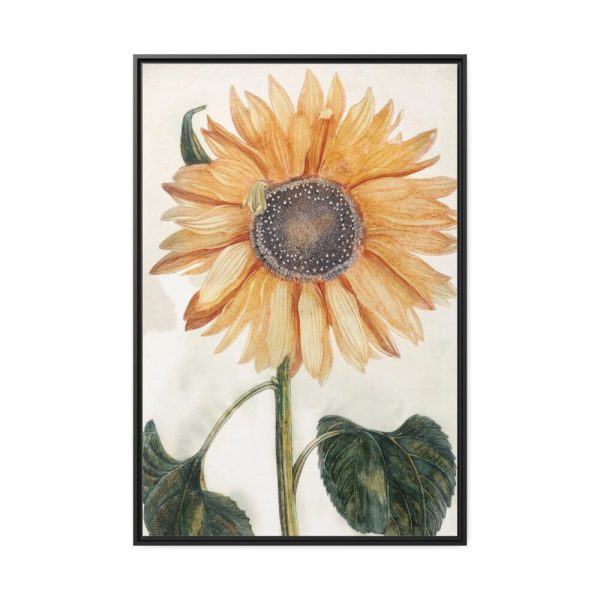 Sunflower  by Johan Teyler Framed Canvas