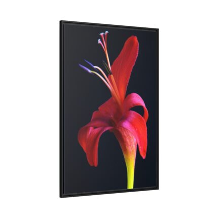 Red Flower Framed Canvas