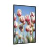 88299-60.jpg Omber Pink and White Tulips Framed Canvas