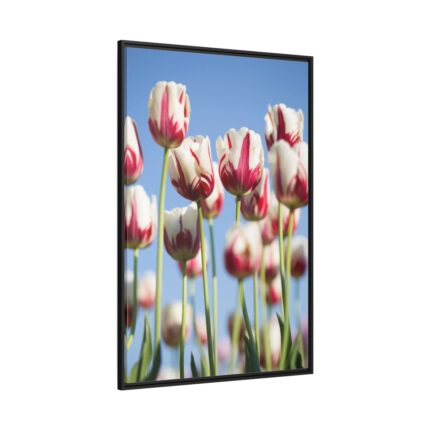 Omber Pink and White Tulips Framed Canvas